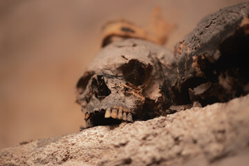 Old skulls in the catacombs closeup