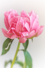 Fototapeta premium Rose pivoine