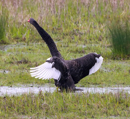 A beautiful animal portrait of a rare black Swan standing and spreading their wings