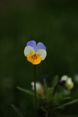 Spring flower pansies on a green background