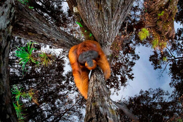 tree in the forest