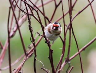 A beautiful animal portrait of a Goldfinch bird perched on a tree