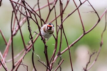 A beautiful animal portrait of a Goldfinch bird perched on a tree