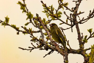 A beautiful animal portrait of a Greenfinch perched in a tree