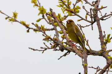 A beautiful animal portrait of a Greenfinch perched in a tree