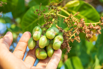 gardener hand holding a beautiful bunch of cashew fruit, in a farm in summer.