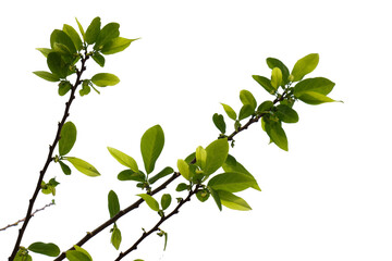 Green tree branch isolated on white background