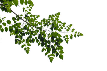 Green tree branch isolated on white background