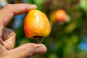 gardener hand holding a beautiful bunch of cashew fruit, in a farm in summer.