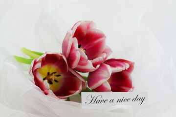Have a nice day card with beautiful Dutch tulips on white textile
