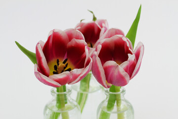 Beautiful tulips in miniature glass bottles on white background with copy space
