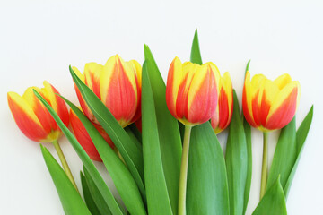 Colorful Dutch tulips laid out in a row on white surface with copy space
