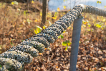 Mold in nature outdoors. Natural moss, mould, must, fungus.