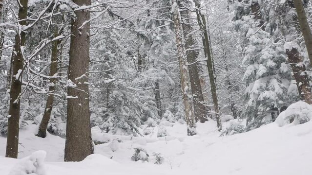 Snowfall in the old coniferous forest in the mountains. Beautiful footage of snow-covered trees in a snowfall.