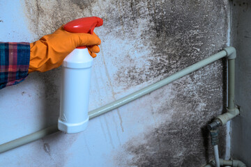 Mold on the wall, a human hand in a rubber glove sprays the anti-mold product on the wall.