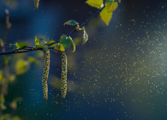 Spring birch blossoms, pollen flies, pollen allergy