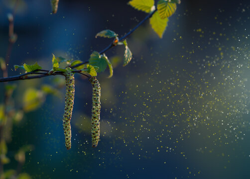 Spring birch blossoms, pollen flies, pollen allergy