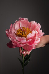 A woman holds a blooming freesia flower on a black background.