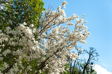 Magnolia bloom. Magnolia trees in the botanical garden. White magnolia on the branches against the blue sky. Selective focus. Natural background