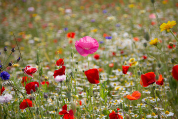 Naklejka premium poppy field in spring in Milan