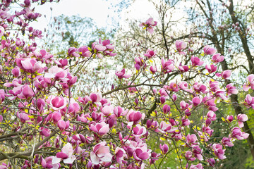 Obraz premium Magnolia bloom. Blooming pink magnolia flowers on the branches. Magnolia trees in the spring botanical garden. Beautiful flowers. Selective focus. Natural background