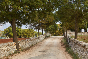 Typical Tuscany road along cypresses