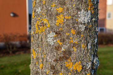 Mold in nature outdoors. Natural moss, mould, must, fungus.