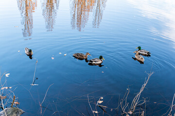 A lot of ducks swimming outdoors, beautiful reflection in the water