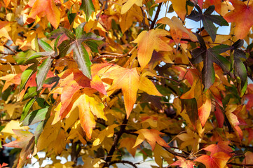 Liquidambar styraciflua leaves turning red in autumn