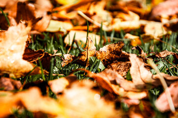 dry leaves on the grass in fall