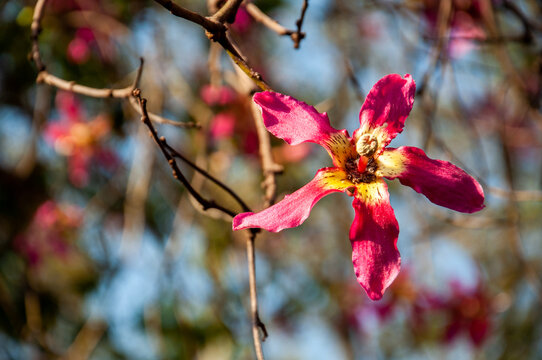 Chorisia or Ceiba Speciosa, the flower of the ceiba insignis tree