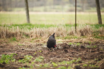 Obraz premium Chickens on a small farm in the country. Small scale poultry farming in Ontario, Canada.