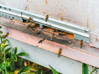 Closeup shot of honey bees coming out of its hive - beekeeping concept