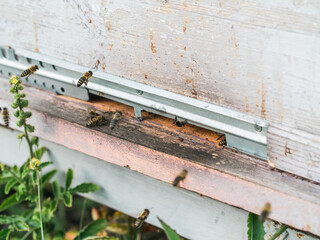 Closeup shot of honey bees coming out of its hive - beekeeping concept