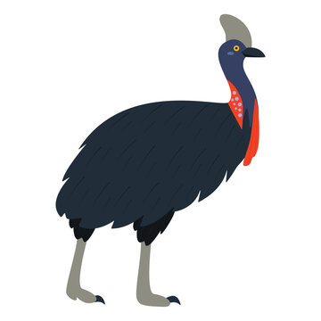 recommend clip art: Cute, cartoon cassowary bird. Flat vector illustration.