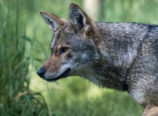 Obraz premium Closeup profile portrait of a red wolf