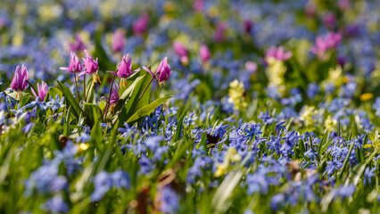 Siberian kandyk ( lat. Erythronium sibiricum ) in spring garden