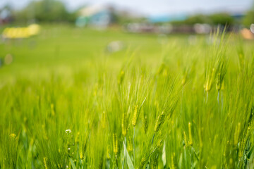 청보리밭, 유채꽃, 유채꽃밭, 봄풍경, 자연풍경, 봄, 시골, 나무, 나뭇잎, 바람개비, 보리, 청보리
