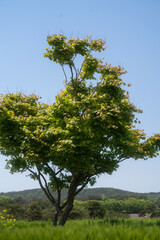 청보리밭, 유채꽃, 유채꽃밭, 봄풍경, 자연풍경, 봄, 시골, 나무, 나뭇잎, 바람개비, 보리, 청보리