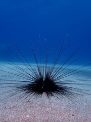sea urchin close up underwater
long spines ocean scenery