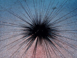 sea urchin close up underwater
long spines ocean scenery