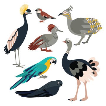 Set of birds crane, sparrow, tinamou, duck, parrot, swift, ostrich.