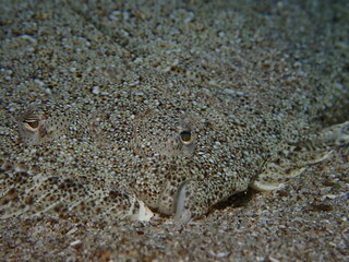 flounder flat fish underwater camoufflage o sand ocean scenery
