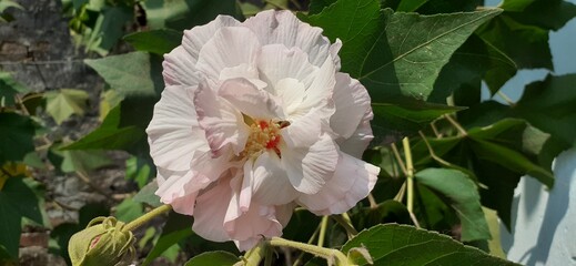 White Hibiscus Mutabilis Flower on Green Leaves Background