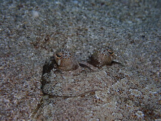 flat fish flounder swim underwater close up camoufflage on sand ocean scenery