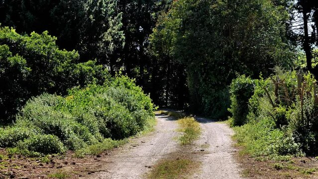 Sentiero di campagna con vento forte