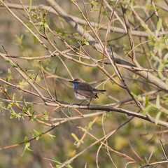 Songbird Bluethroat basking in the spring sun