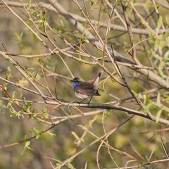 Songbird Bluethroat basking in the spring sun