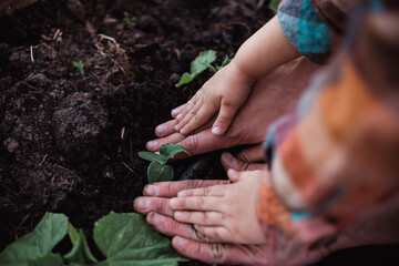  Little child baby helping father to plant tomatoes in garden