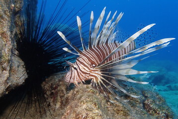 Naklejka na ściany i meble lion fish underwater lionfish underwater mediterranean sea